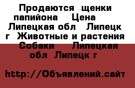  Продаются  щенки папийона  › Цена ­ 1 - Липецкая обл., Липецк г. Животные и растения » Собаки   . Липецкая обл.,Липецк г.